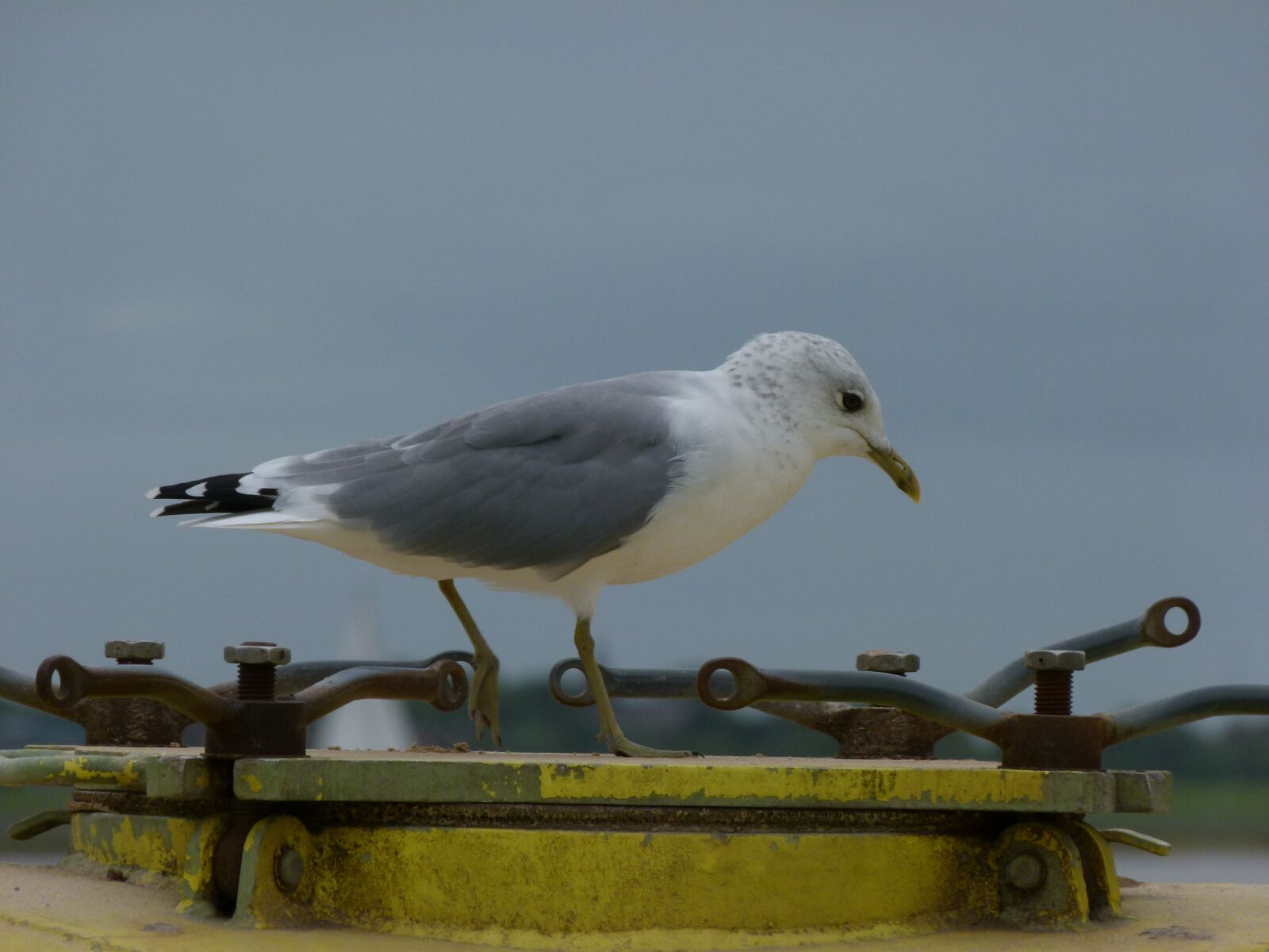 Panasonic Lumix DMC-FZ100 sample photo. Gull, bird, sea photography