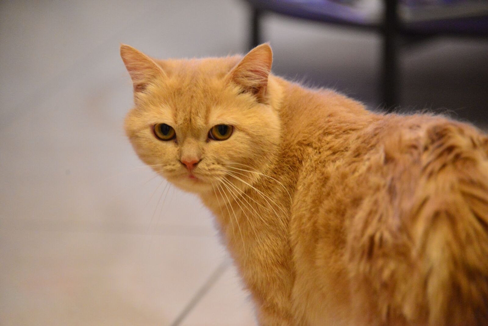 Nikon D610 sample photo. Cat, pet, tomcat photography