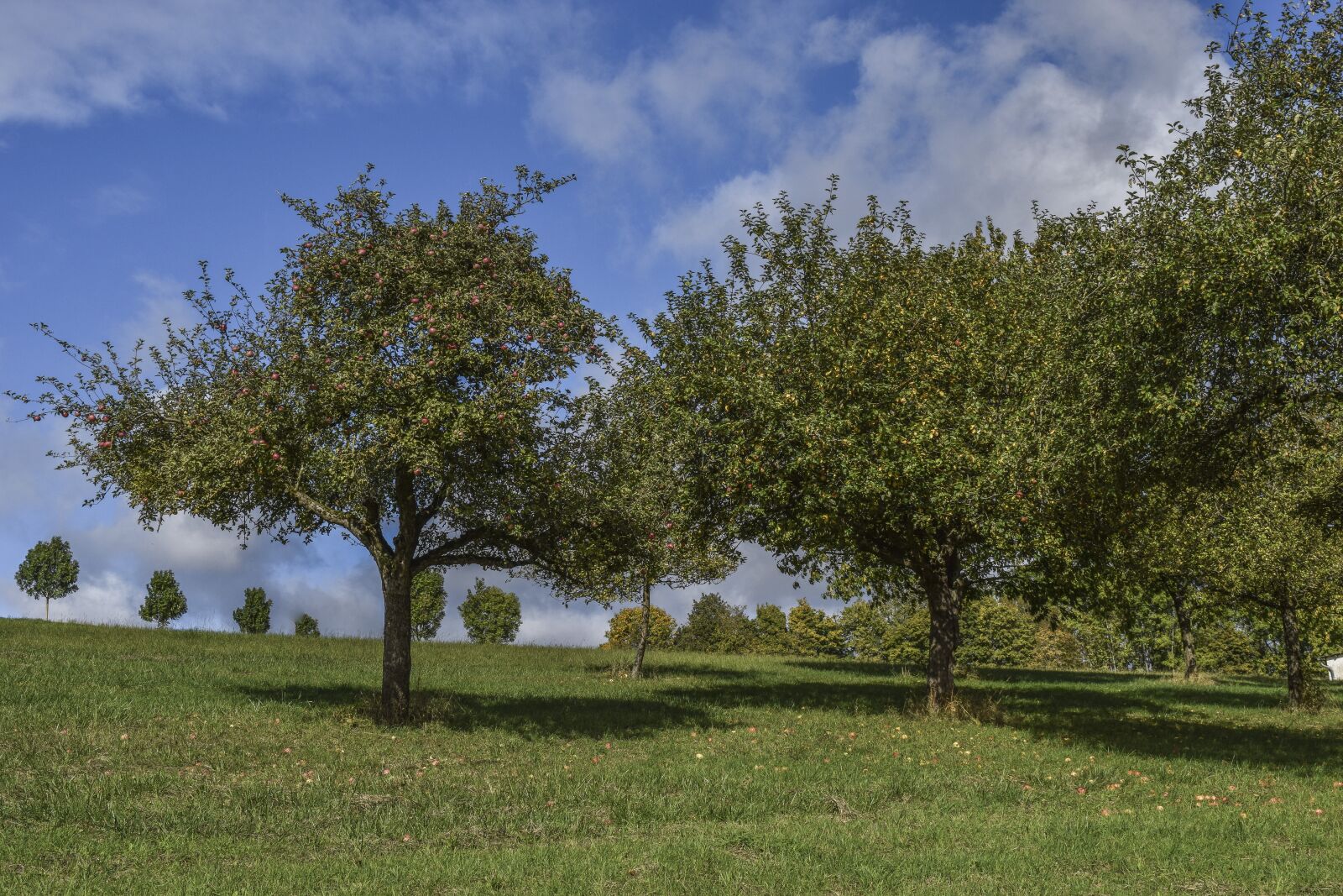 Nikon D3300 sample photo. Landscape, apple trees, nature photography