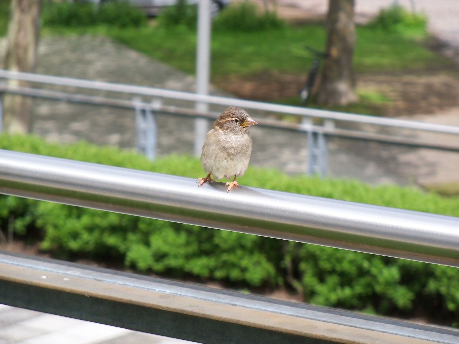 Kodak EasyShare Z915 sample photo. Bird, vogel, spatz photography