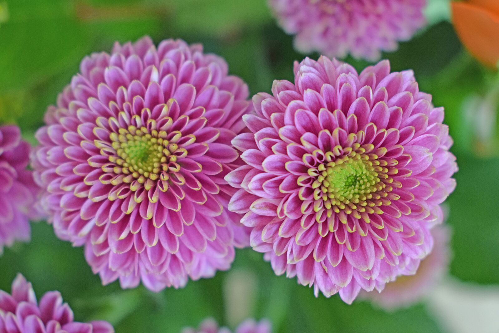 Nikon D3300 sample photo. Dahlia, pink flower, bouquet photography