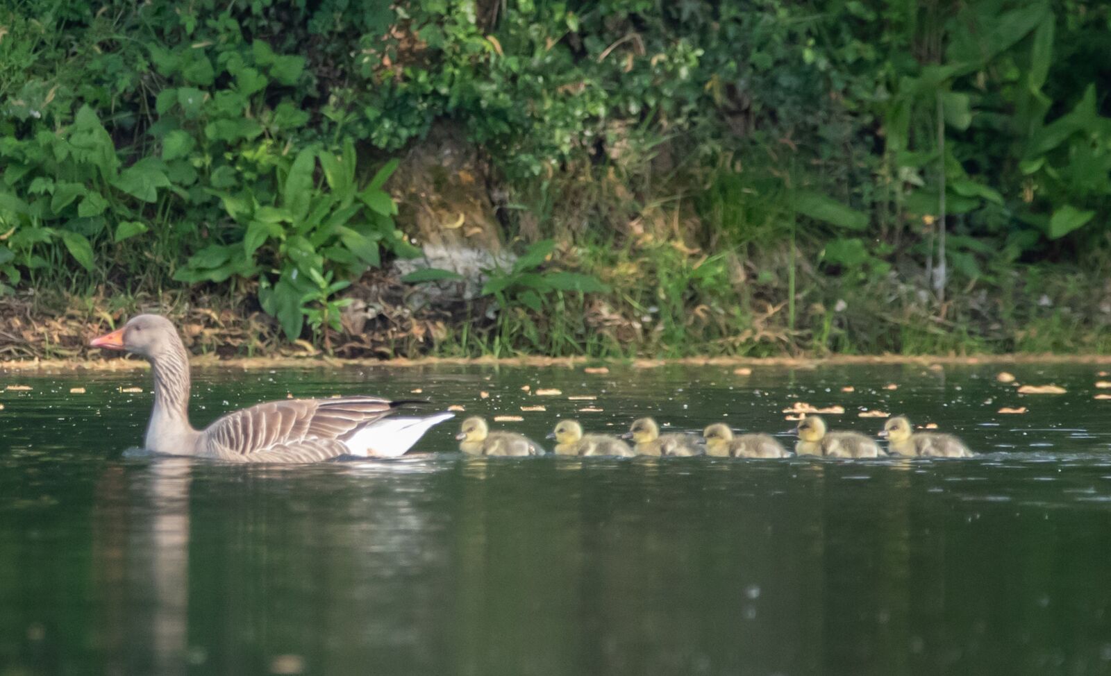 Canon EOS 7D Mark II + 150-600mm F5-6.3 DG OS HSM | Contemporary 015 sample photo. Mum and chicks, goose photography