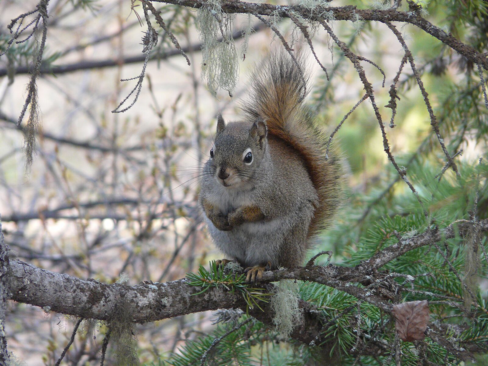 Panasonic DMC-FZ18 sample photo. Squirrel, red squirrel, north photography