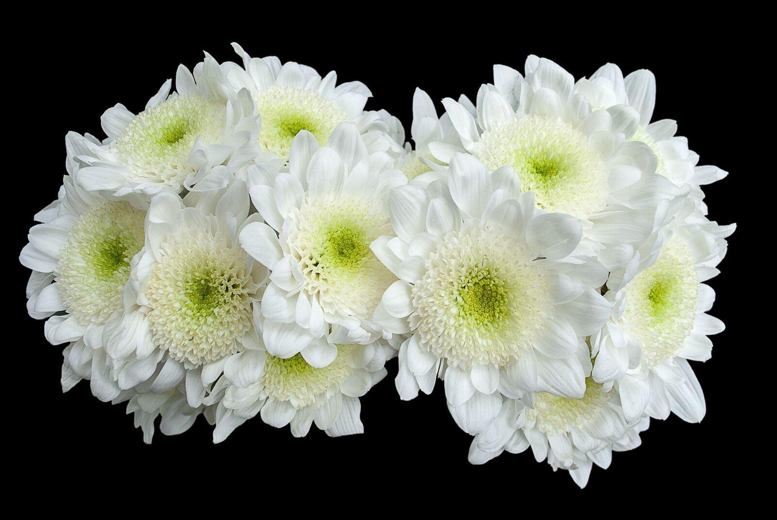 Nikon D3000 sample photo. Flower, white, white flower photography
