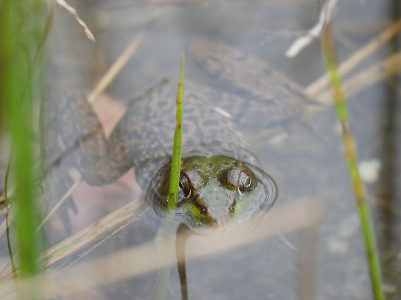 Panasonic Lumix DMC-GH4 sample photo. Wildlife, frog, amphibian photography