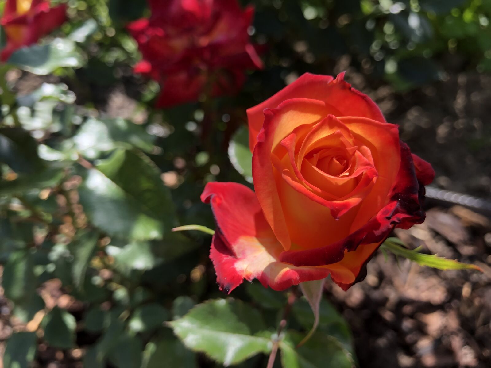 iPhone 8 back camera 3.99mm f/1.8 sample photo. Rose, red, flowers photography