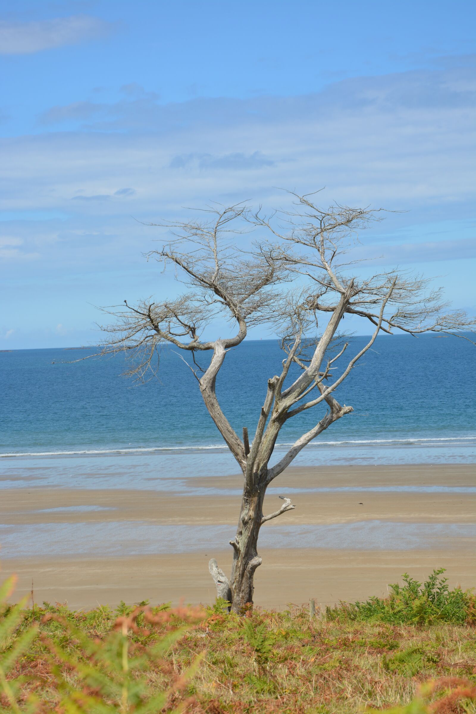 Nikon D5200 sample photo. Tree, dead tree, natural photography