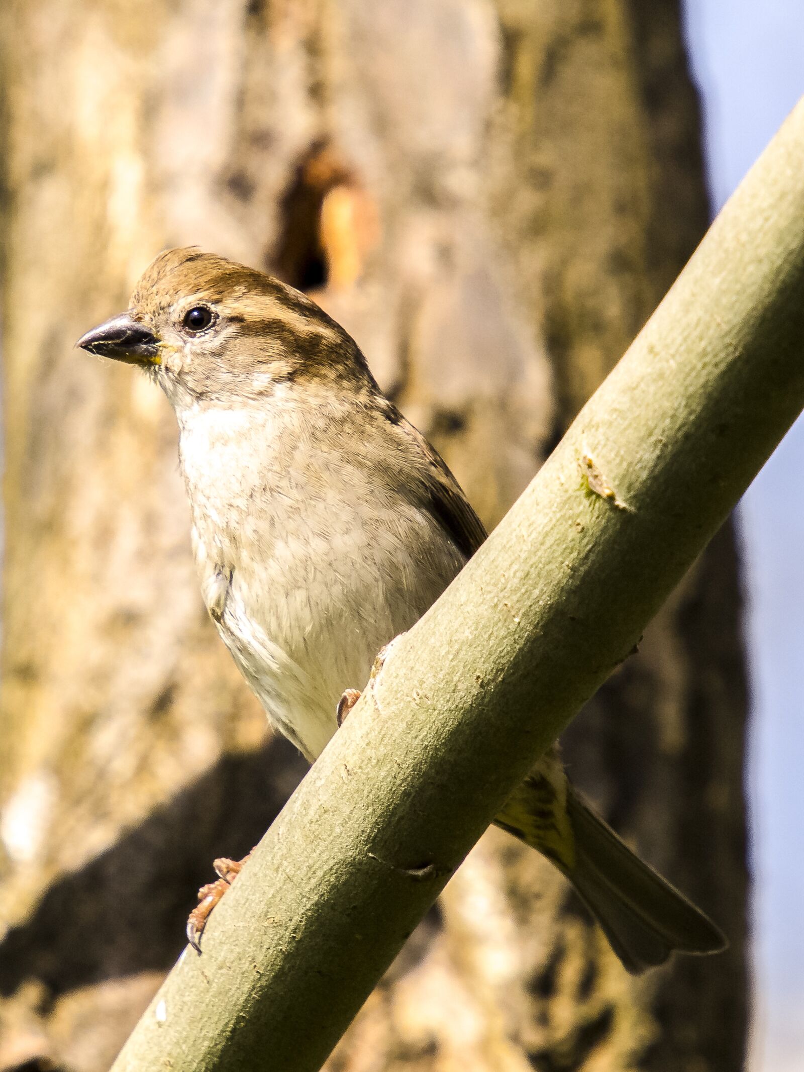 Olympus E-5 sample photo. Sparrow, sperling, house sparrow photography