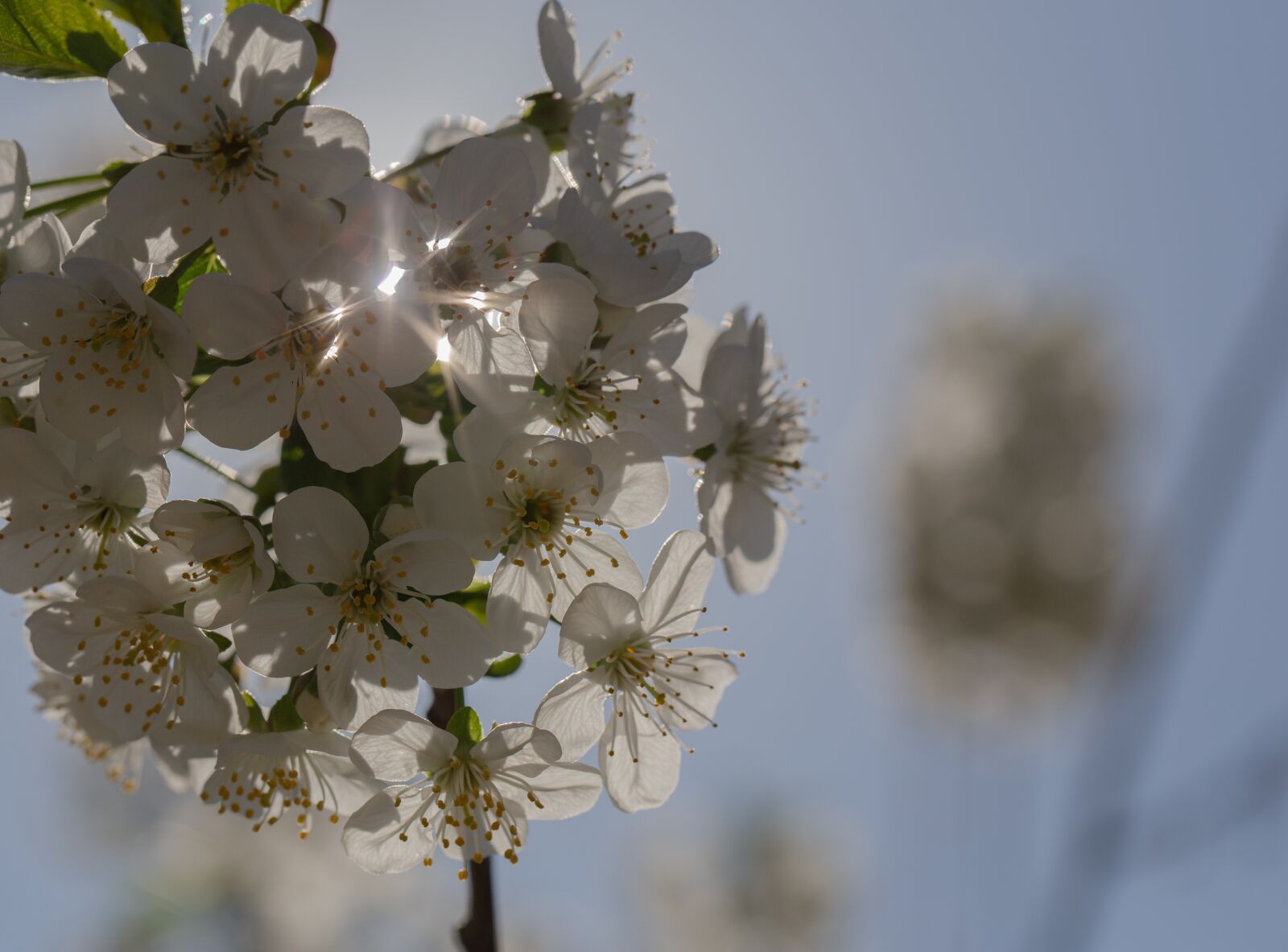Canon EF 100mm F2.8L Macro IS USM sample photo. Bleed, sun, spring photography