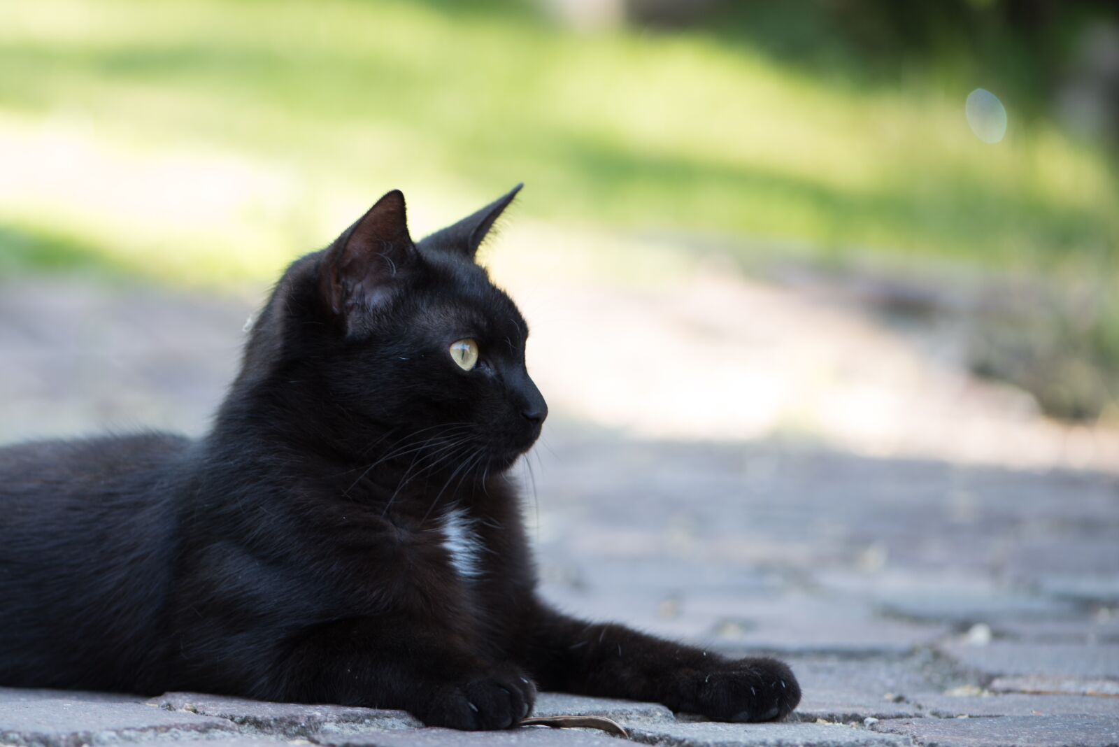 Nikon D750 sample photo. Domestic cat, black cat photography