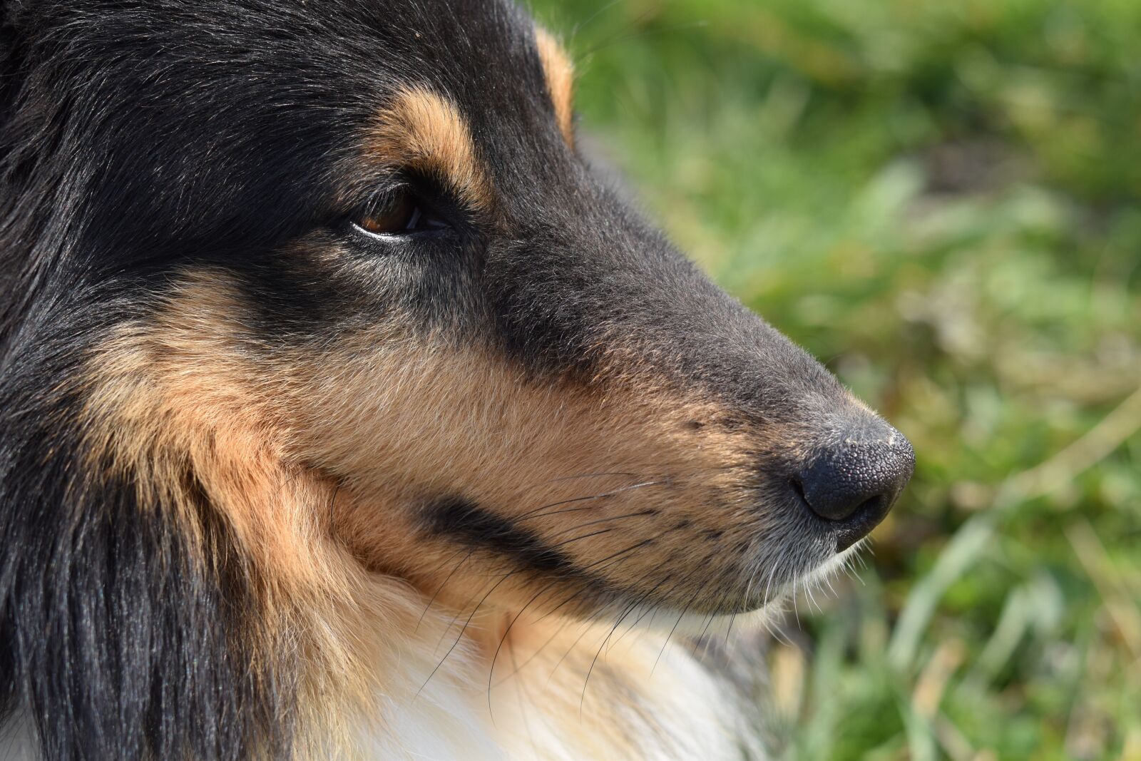 Nikon D5600 sample photo. Dog, muzzle dog, black photography