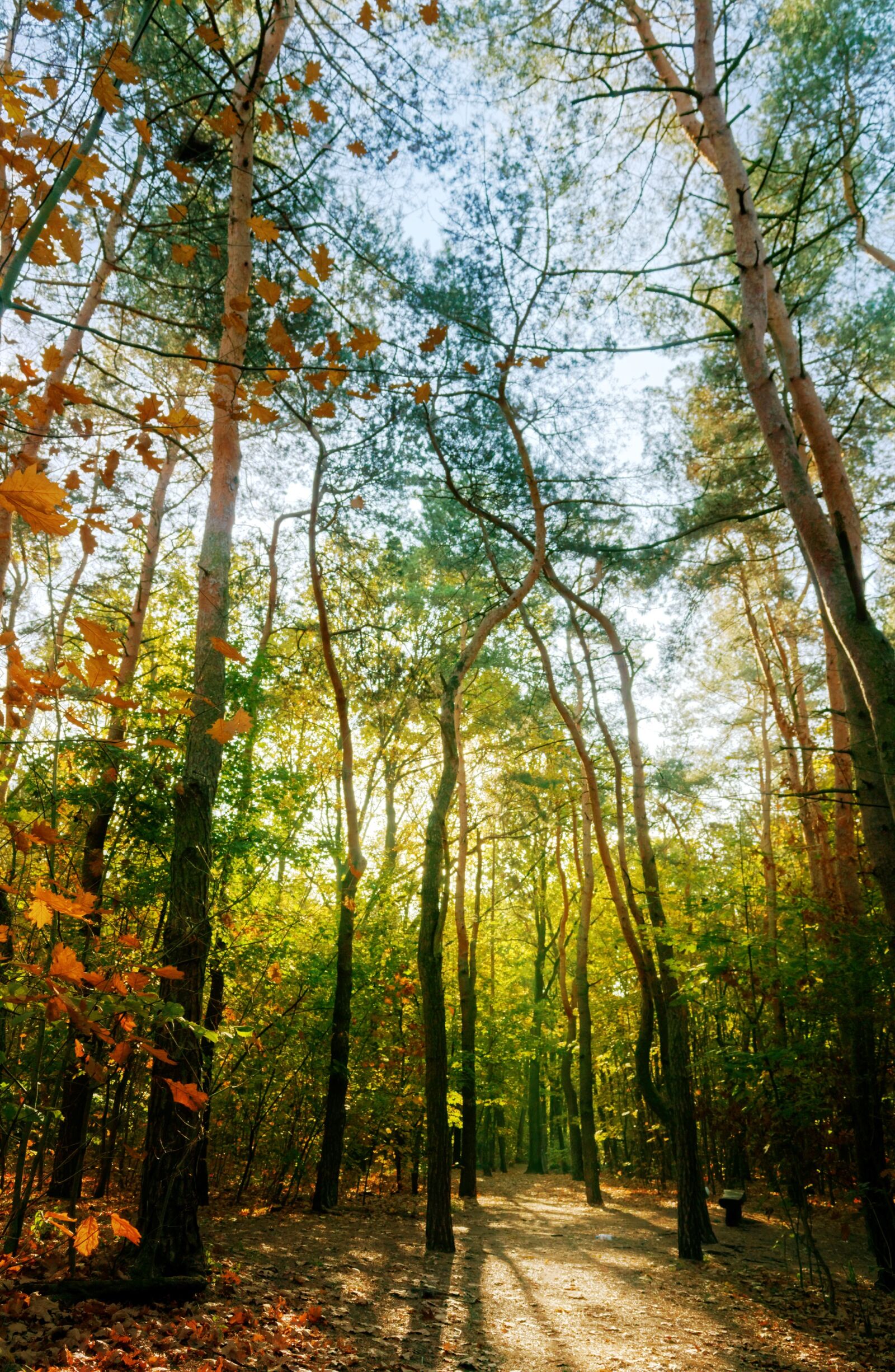 Nikon D3100 sample photo. Forest, autumn, nature photography