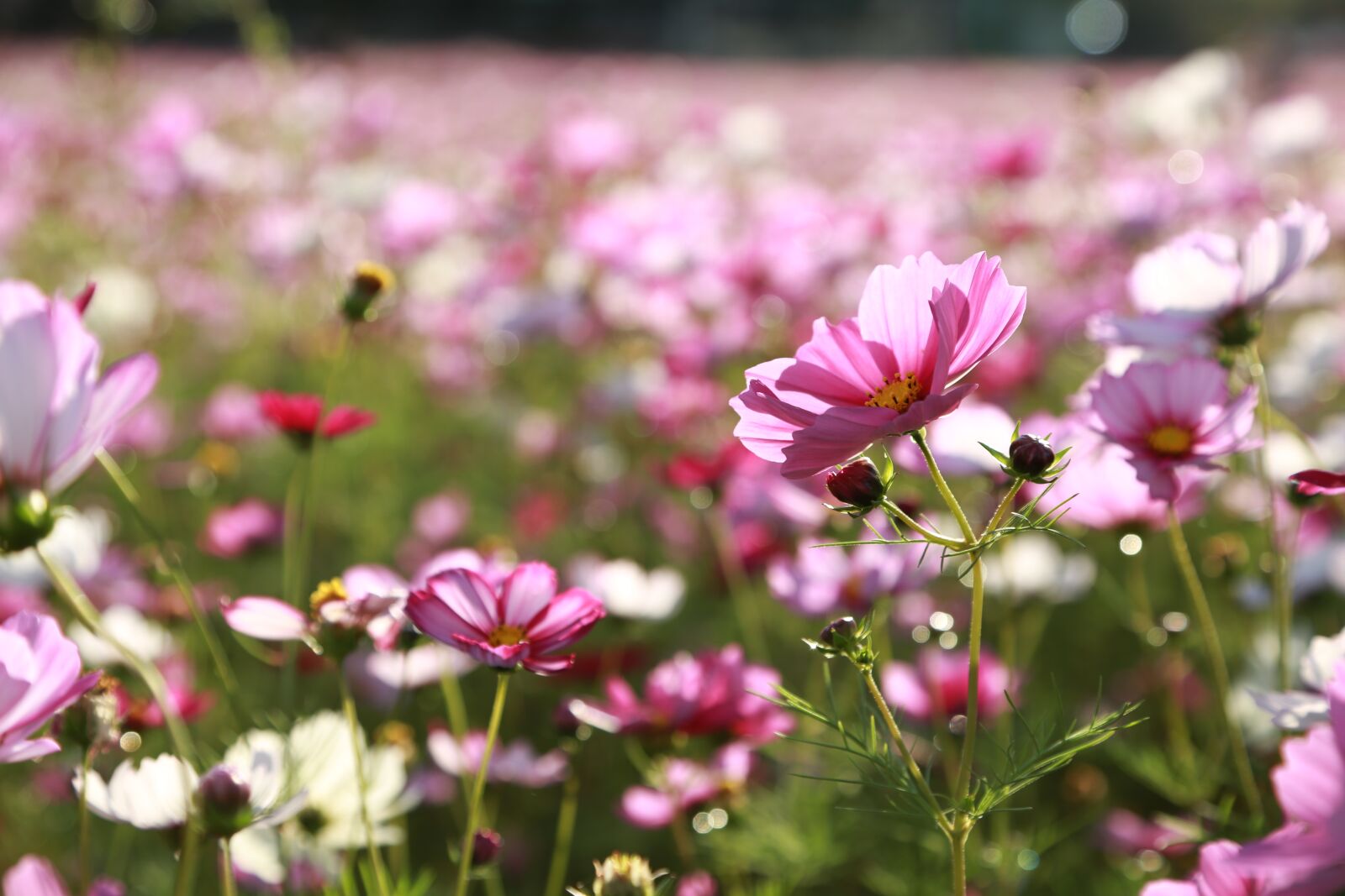 Canon EOS 6D + Canon EF 24-105mm F4L IS USM sample photo. Cosmos, flowers, nature photography