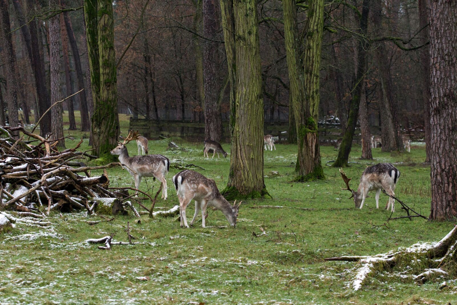 Canon EOS 600D (Rebel EOS T3i / EOS Kiss X5) + Canon EF 70-200mm F4L USM sample photo. Wild, fallow deer, red photography