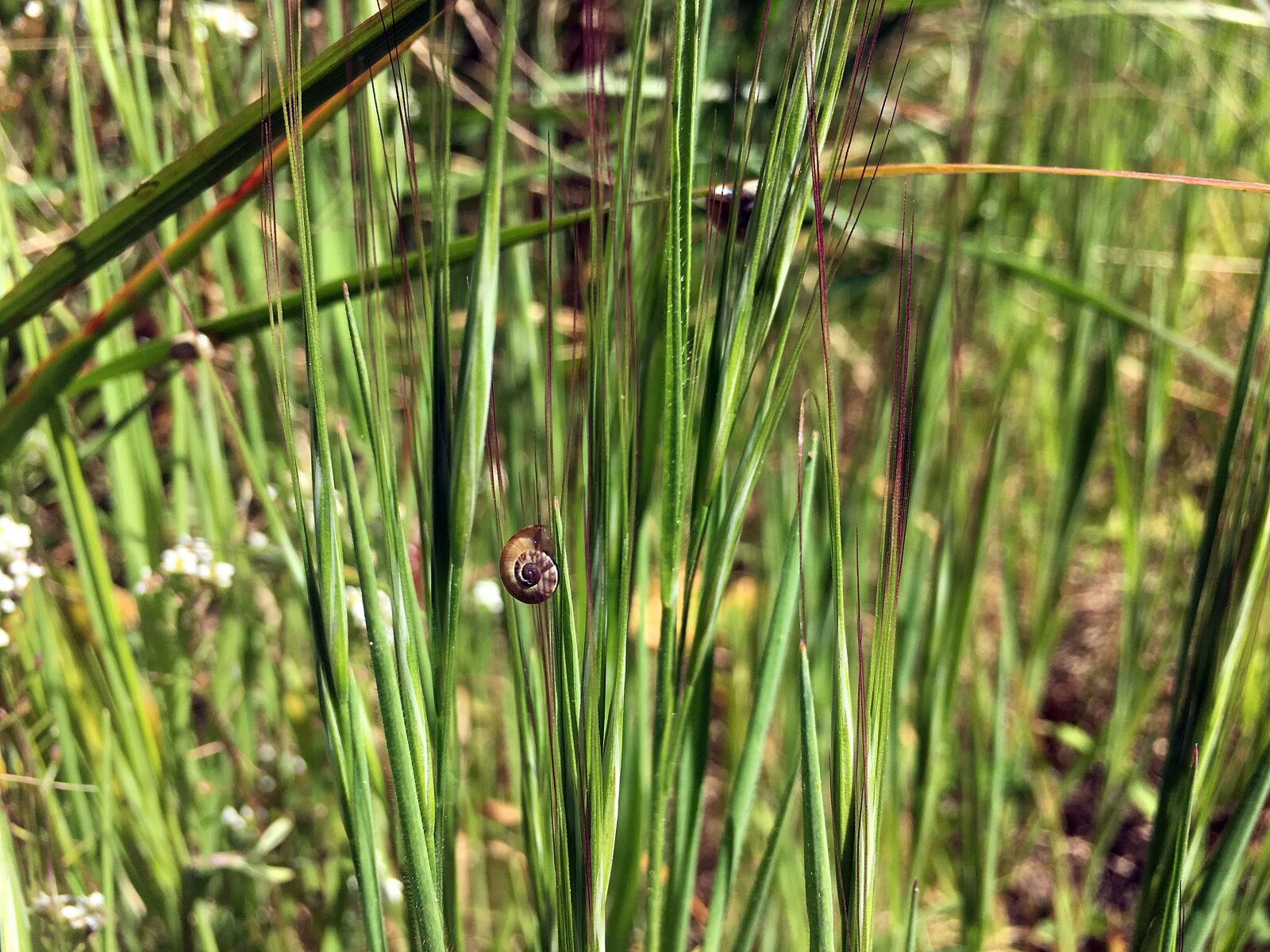 Apple iPhone 6s Plus sample photo. Grass, green, snail photography