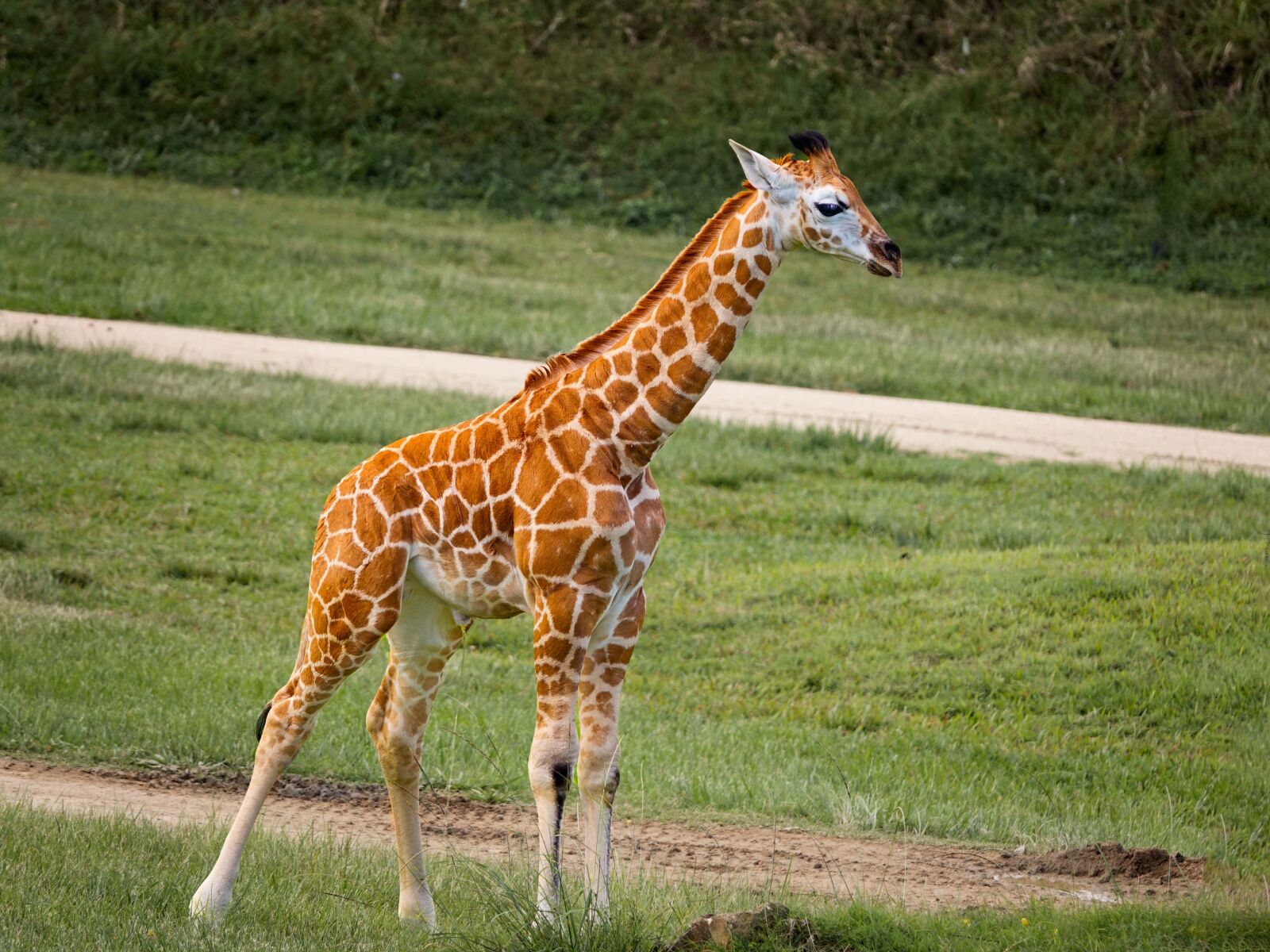 Sony Cyber-shot DSC-RX10 III sample photo. Giraffe, baby, animal photography