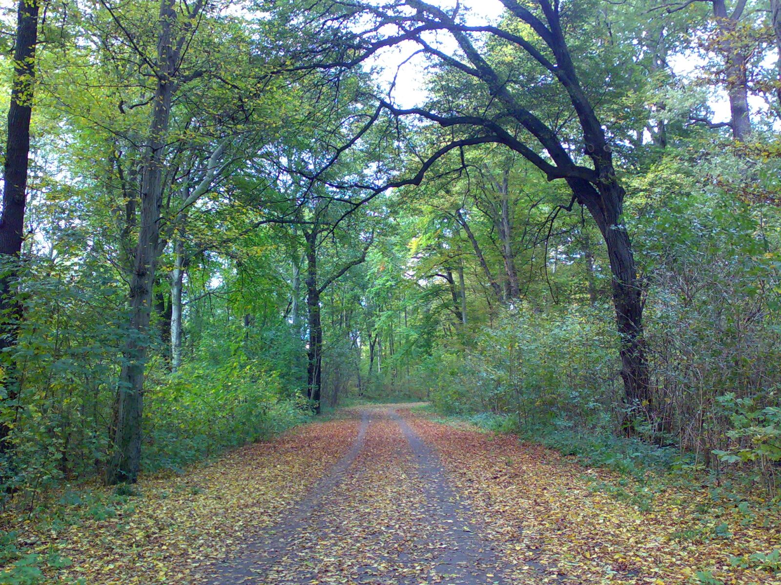 Nokia E90 sample photo. Autumn, forrest, leaves, trees photography