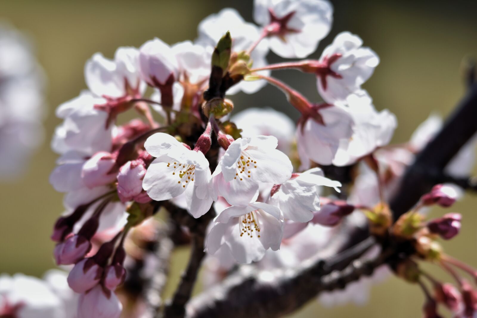Nikon D7200 sample photo. Natural, landscape, plant photography