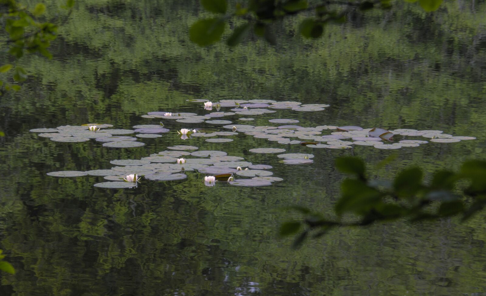 Nikon D300S sample photo. Pond, lake, lily photography