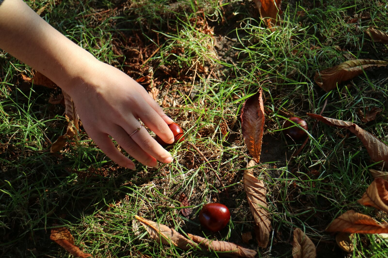 Canon EOS M3 sample photo. Chestnuts, hand, nature photography