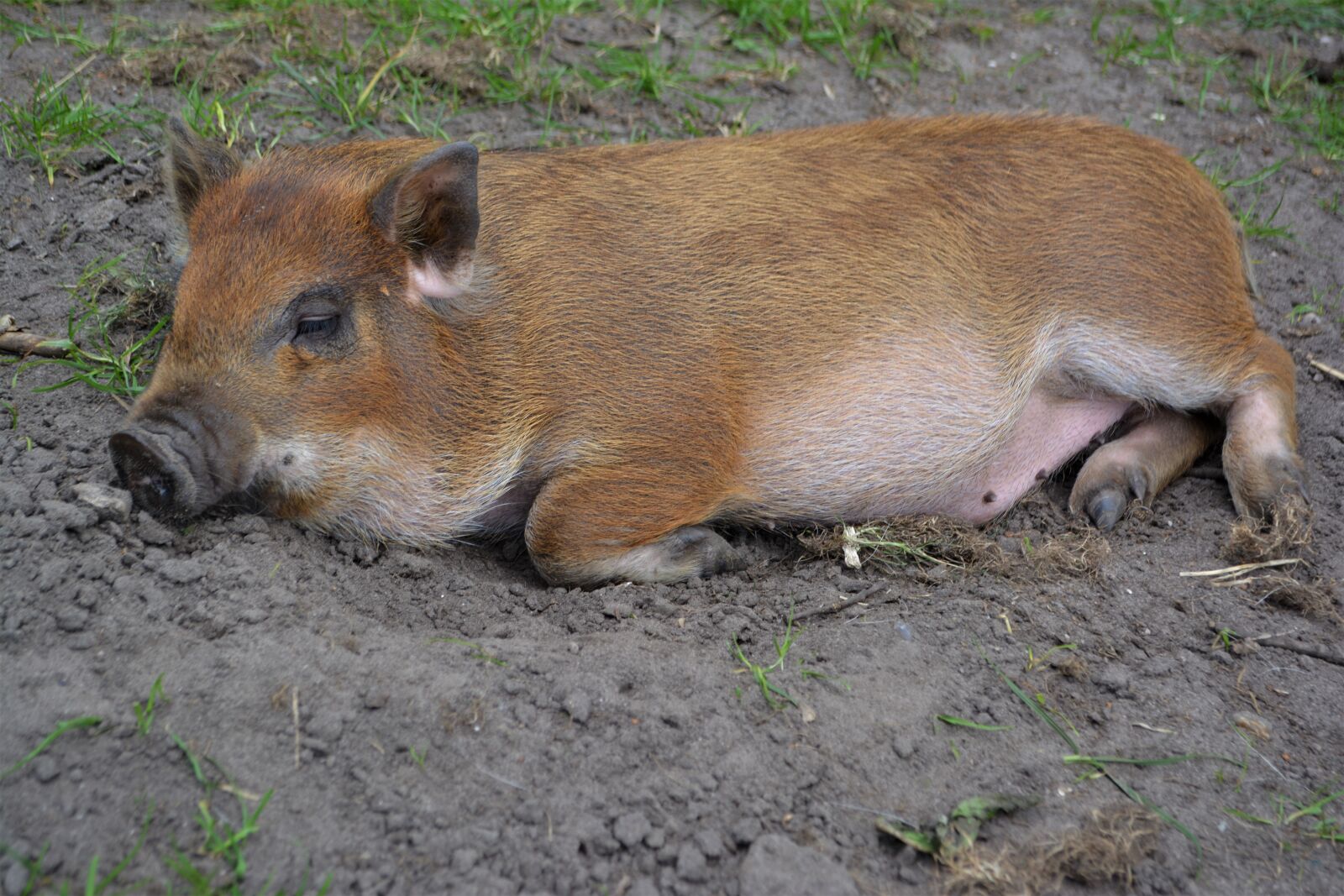 Nikon D5200 sample photo. Pig, mini pig, animal photography