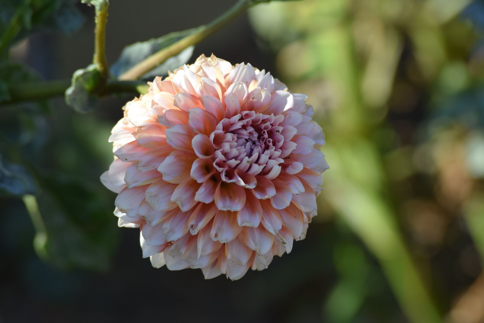 Nikon D3300 sample photo. Dahlia, flower, blossom photography
