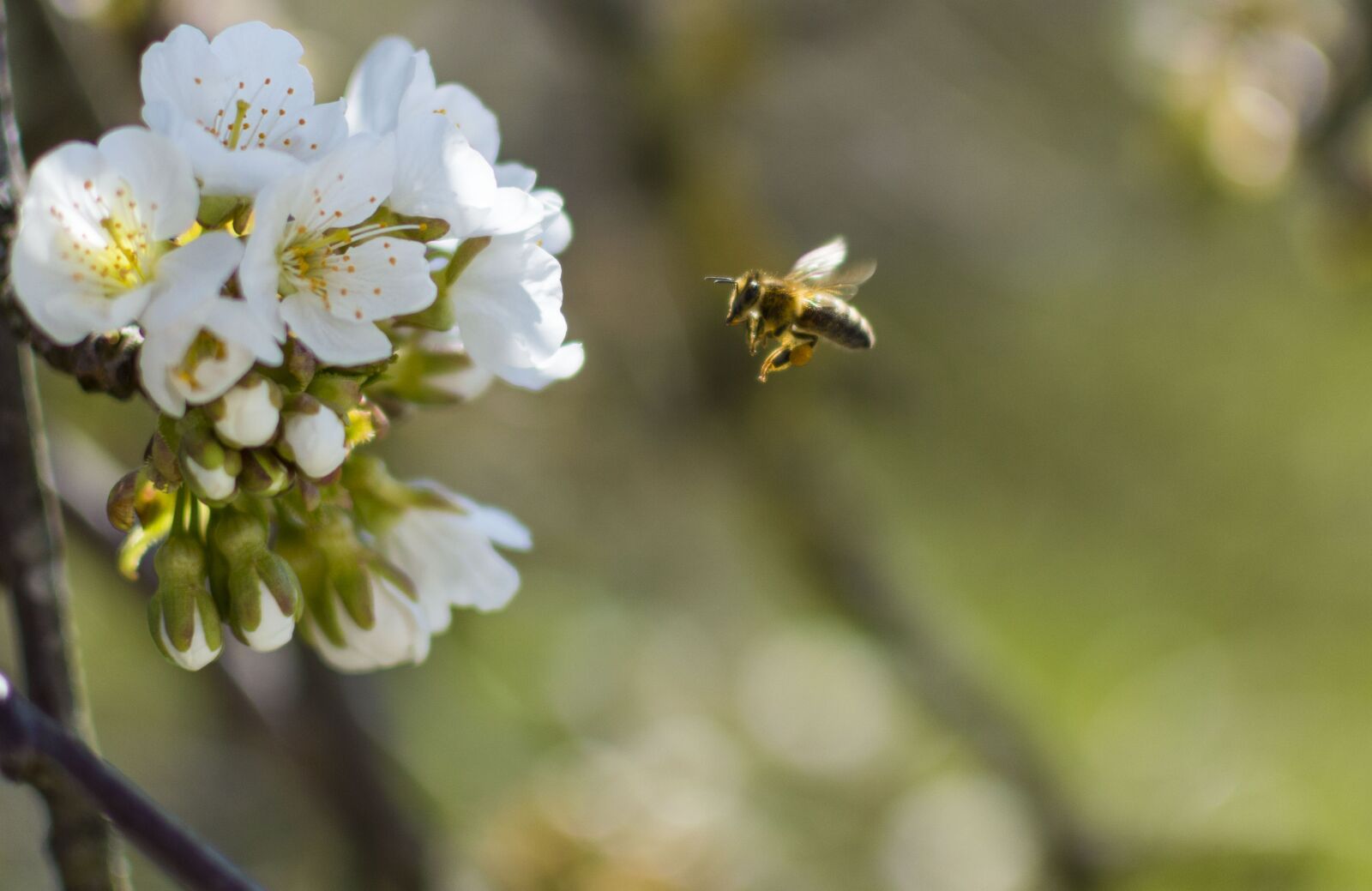 Nikon D3200 sample photo. Spring, cherry, flower photography