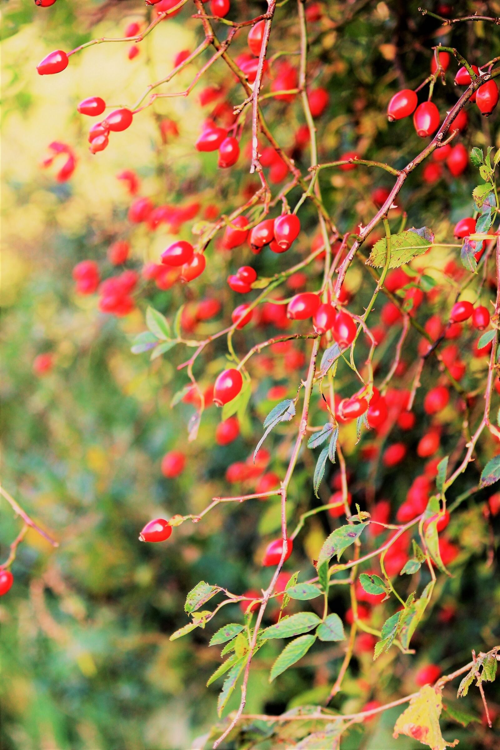 Canon EOS 600D (Rebel EOS T3i / EOS Kiss X5) sample photo. Autumn, rose hip, light photography