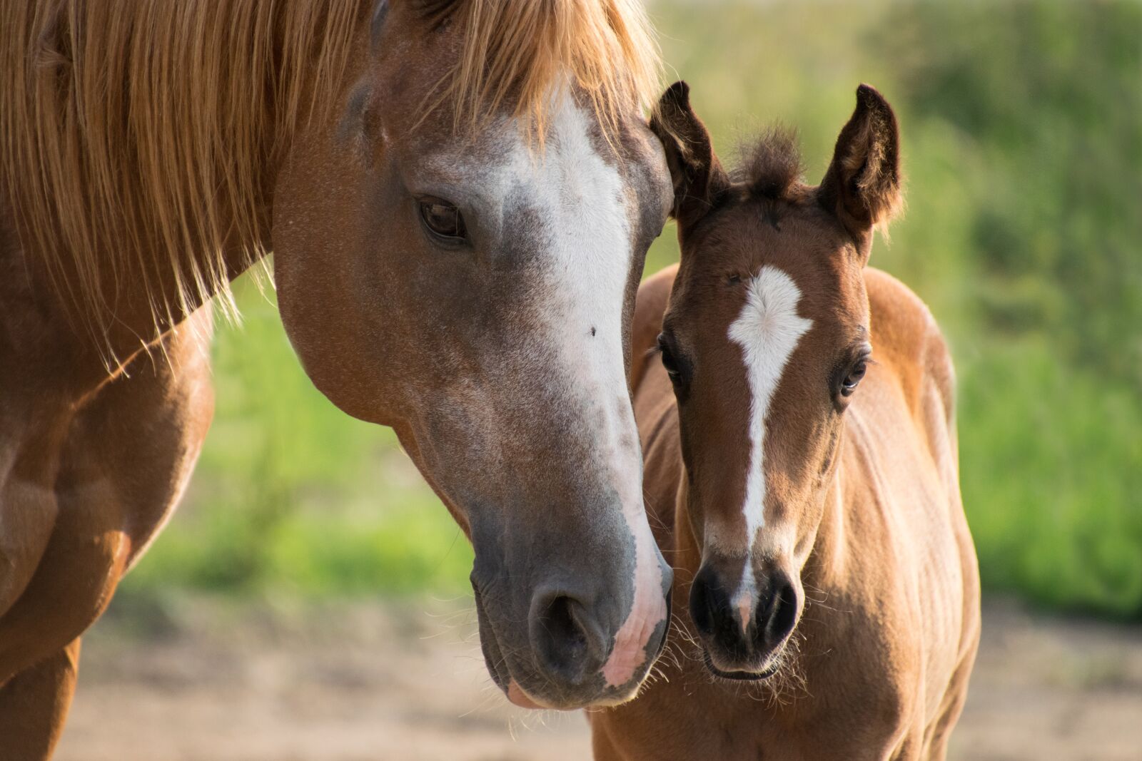 Nikon D3300 sample photo. Foal, mare, mother photography