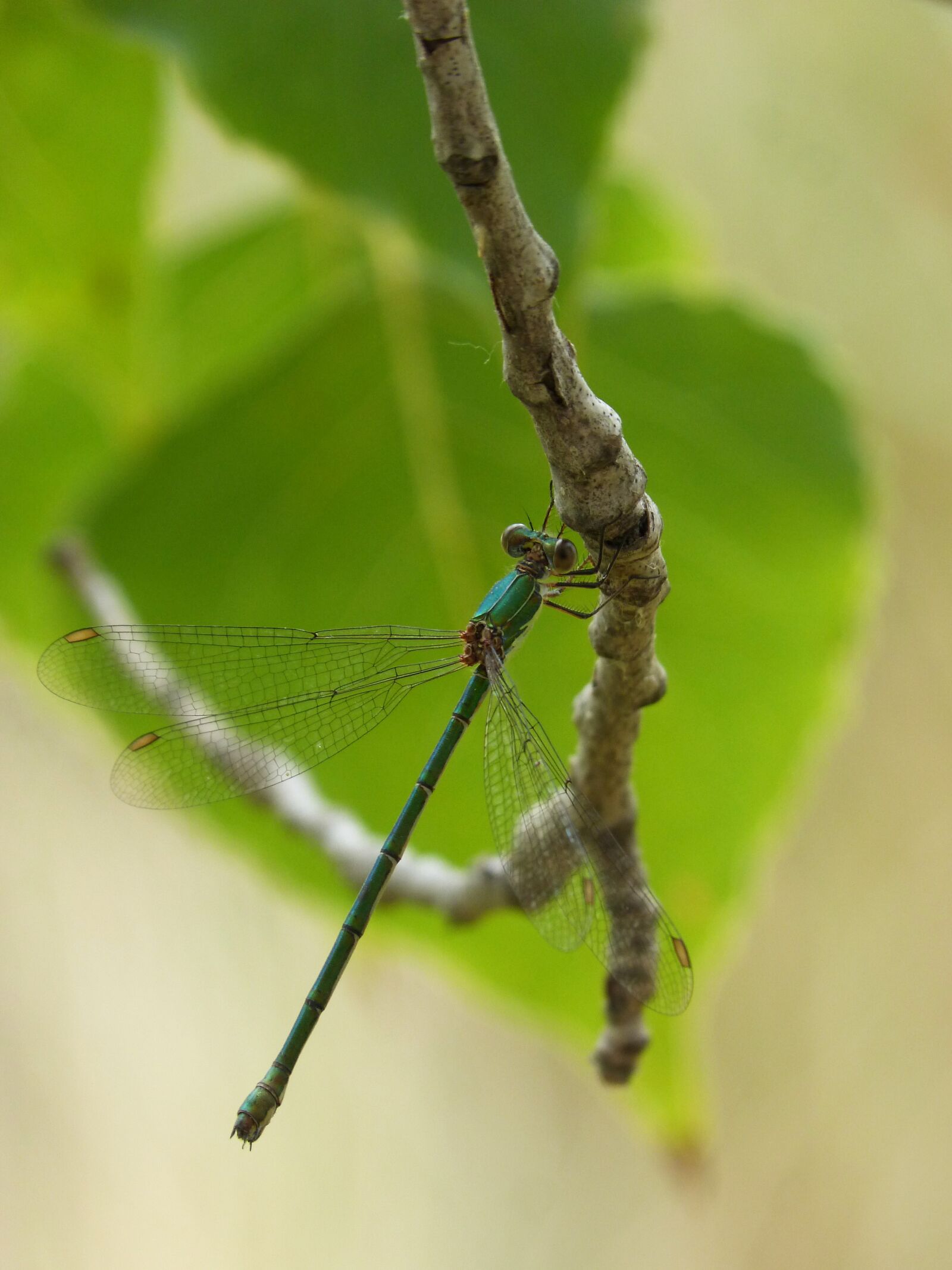 Panasonic DMC-FZ62 sample photo. Dragonfly, green dragonfly, detail photography