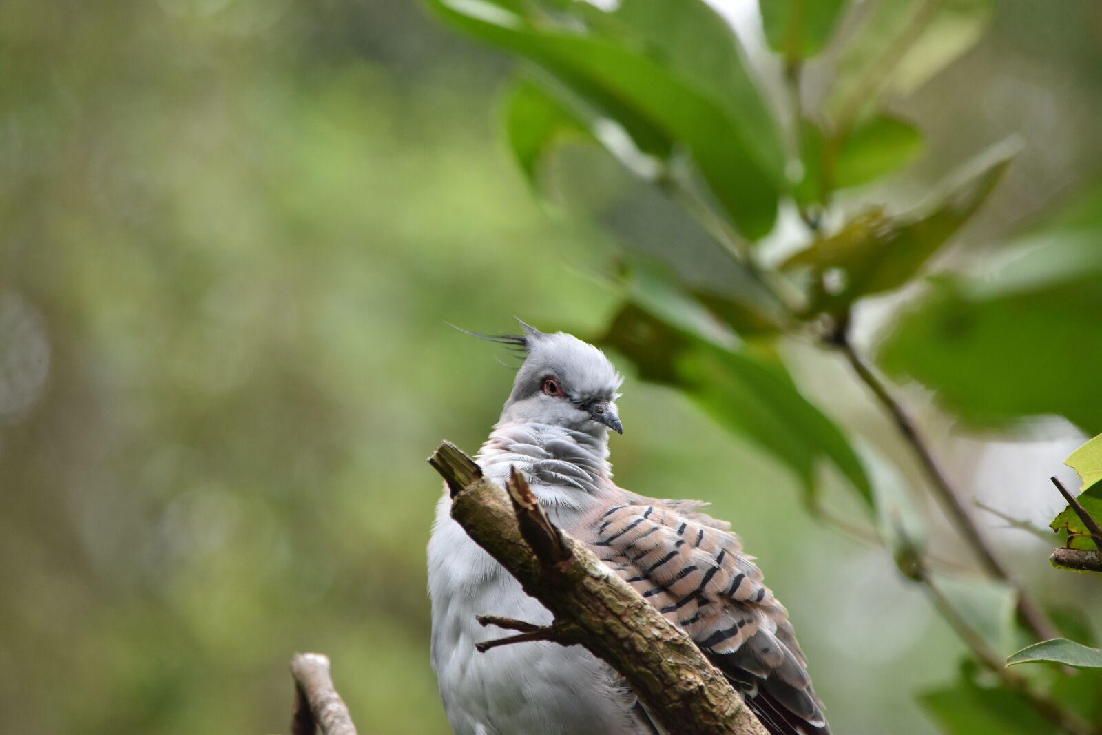 Nikon D5500 sample photo. Bird, nature, wildlife photography