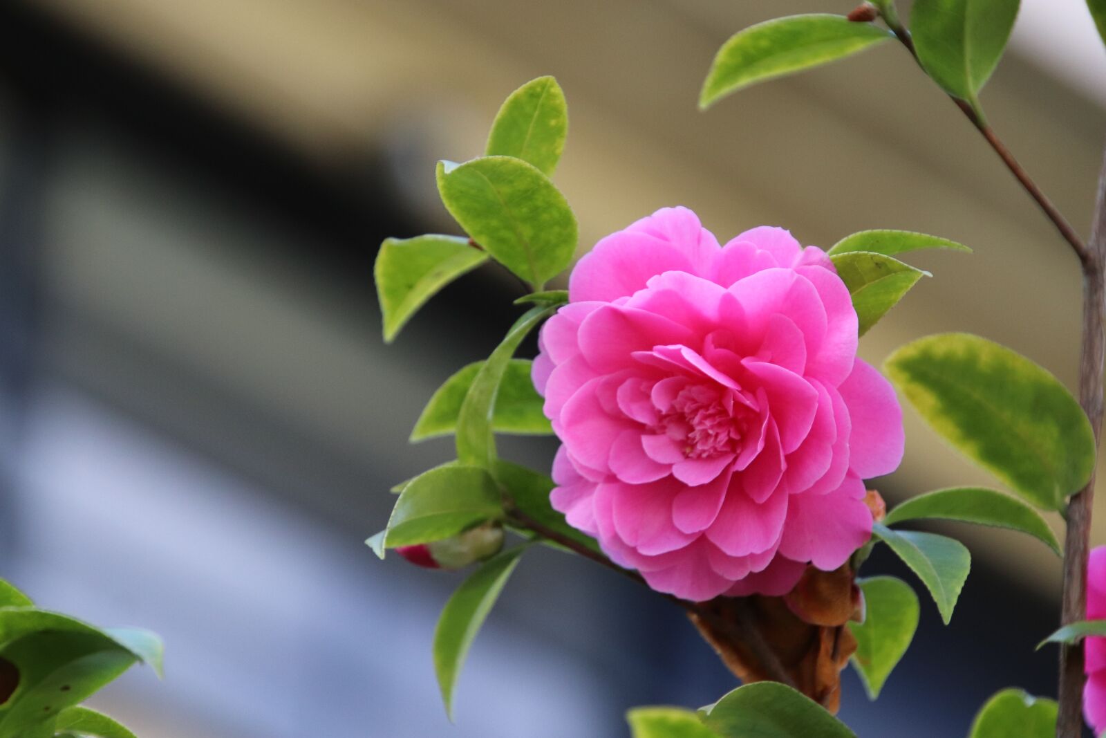 Canon EOS 800D (EOS Rebel T7i / EOS Kiss X9i) sample photo. Camelias, pink, flower photography