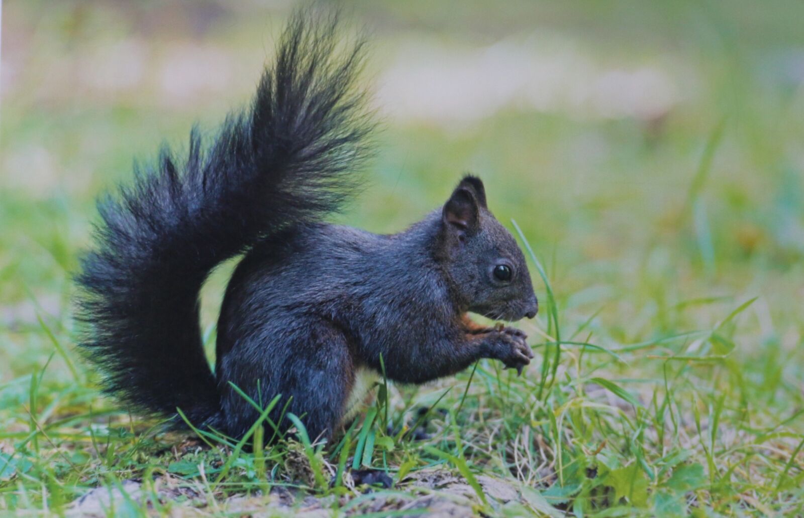 Canon EOS 70D + Canon EF-S 18-135mm F3.5-5.6 IS sample photo. Black squirrel, animal, rodent photography