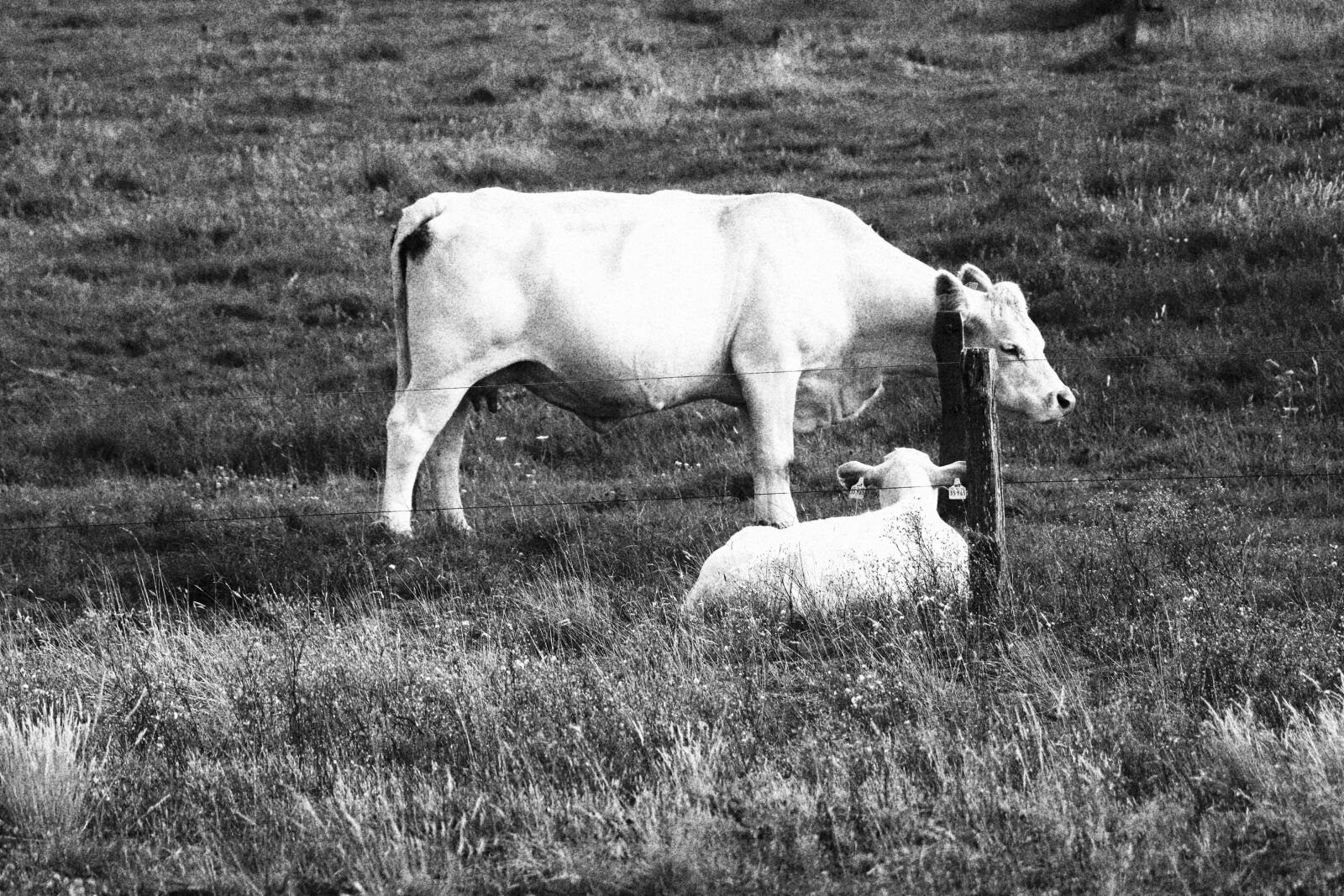 Canon EF-S 18-135mm F3.5-5.6 IS USM sample photo. Cow, calf, dam photography
