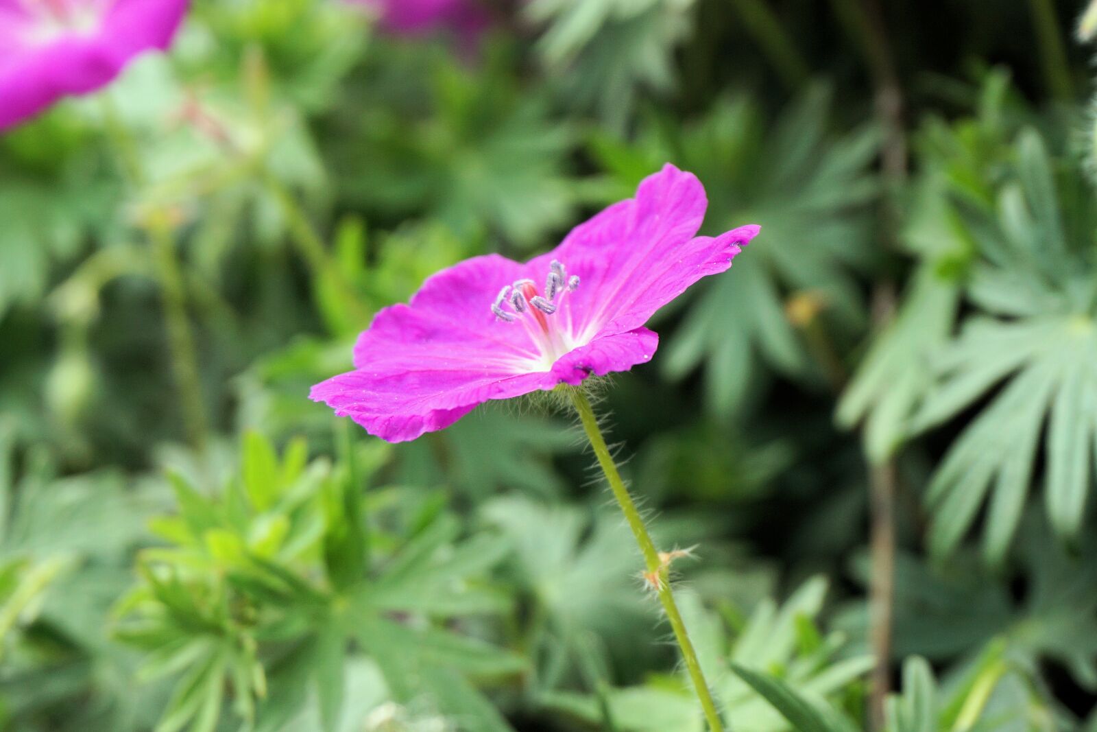 Sony a6000 sample photo. Flower, blossom, bloom photography