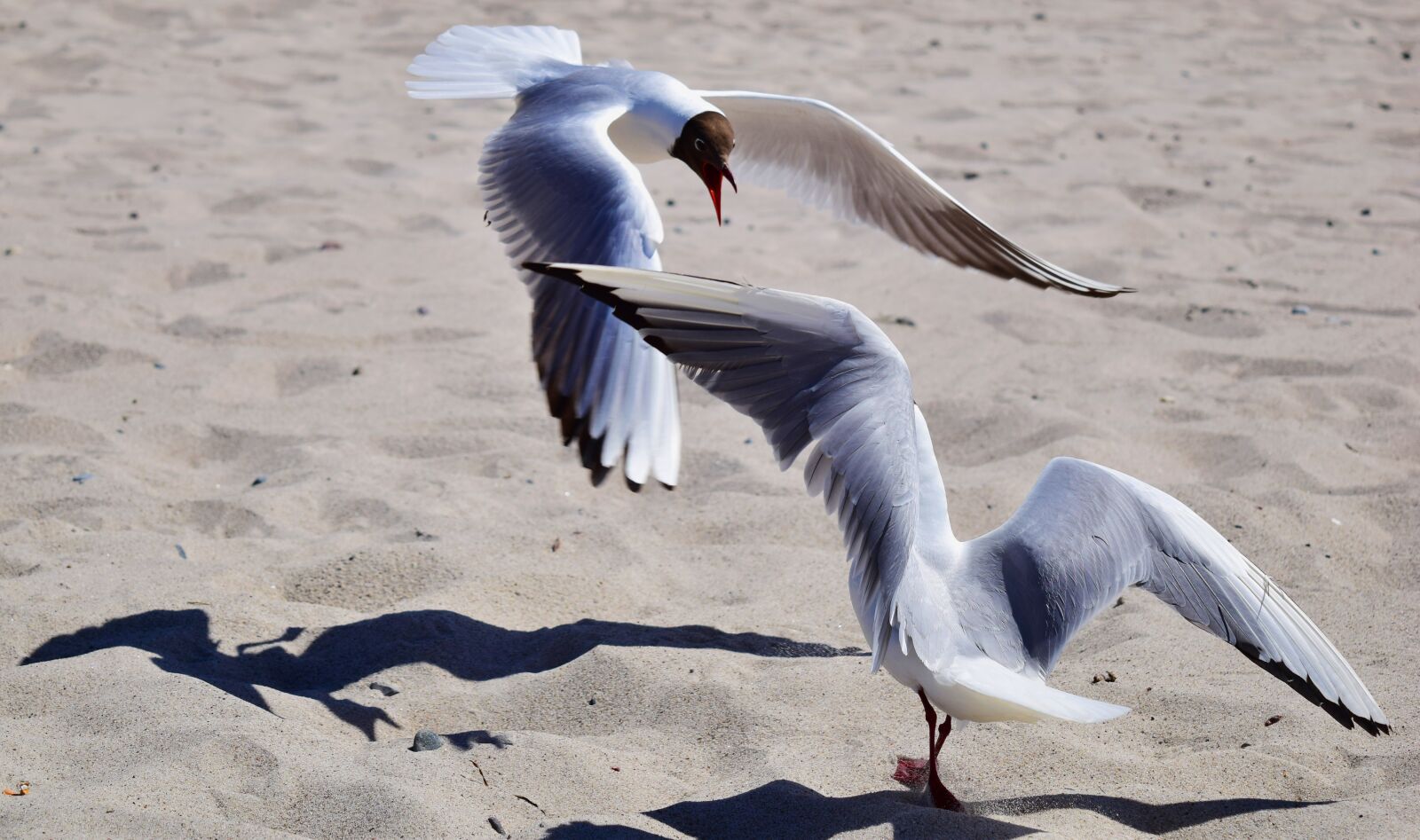 Nikon D5300 sample photo. Gulls, fight, dispute photography