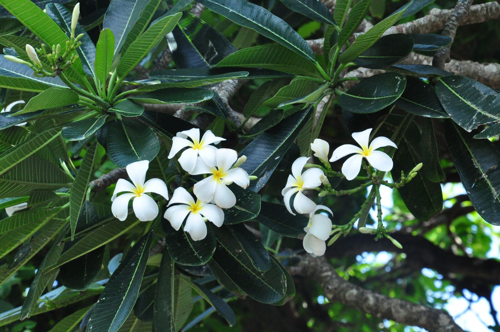 Nikon D90 sample photo. Plumeria, plant, flowers photography