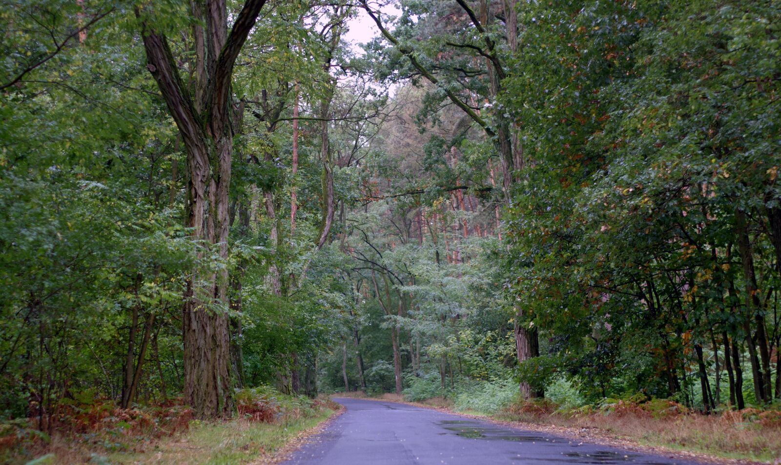 Pentax K-S2 sample photo. Forest, old, way photography