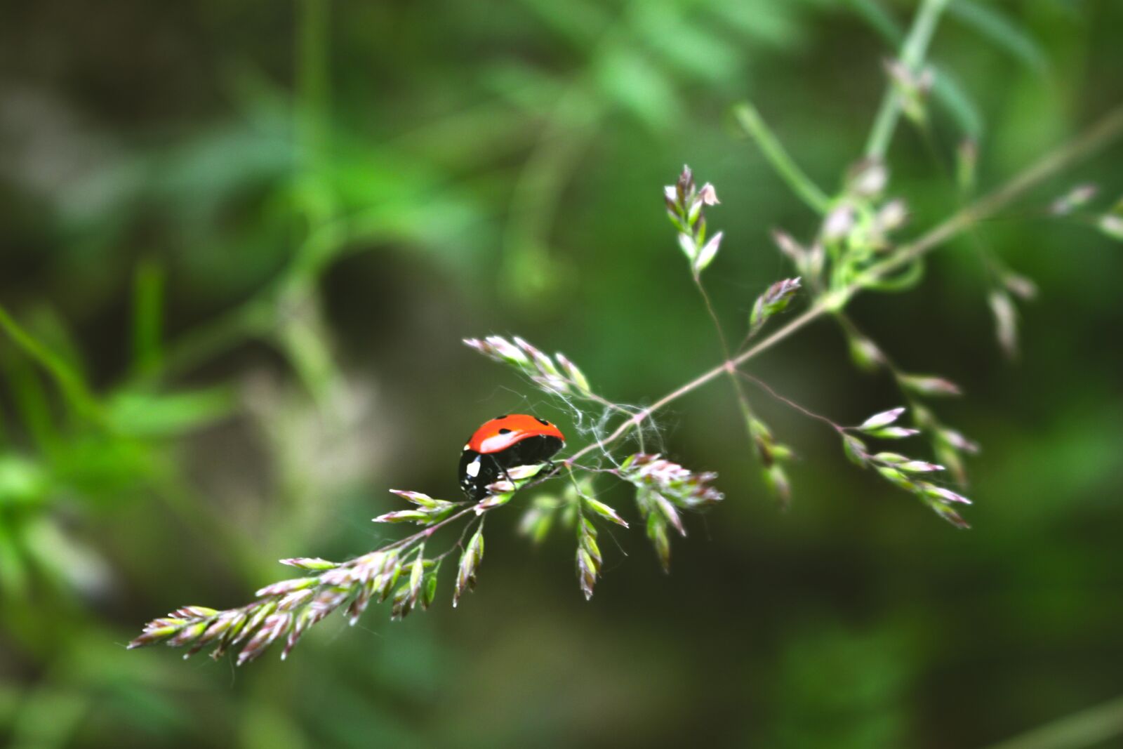 Canon EOS 500D (EOS Rebel T1i / EOS Kiss X3) sample photo. Ladybug, beetle, macro photography