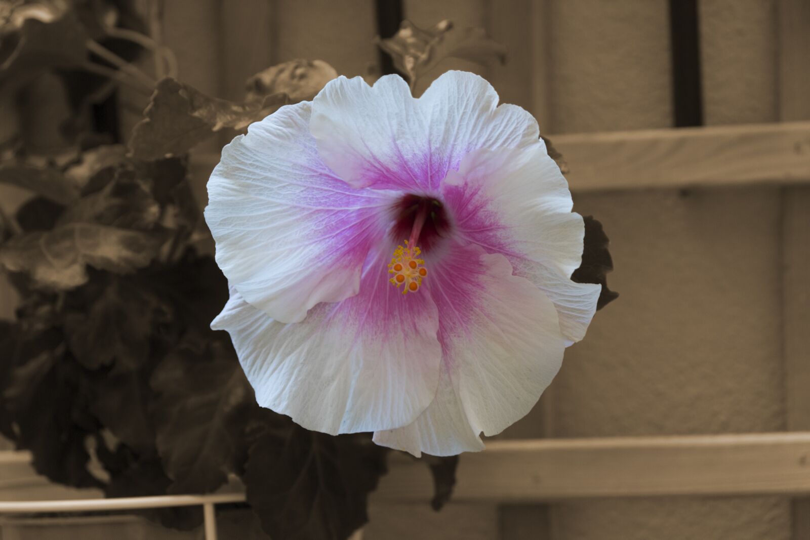 Canon EOS 100D (EOS Rebel SL1 / EOS Kiss X7) sample photo. Flower, autumn, hibiscus photography