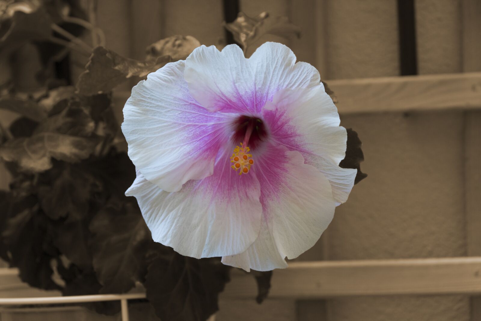 Canon EOS 100D (EOS Rebel SL1 / EOS Kiss X7) + Canon EF-S 55-250mm F4-5.6 IS II sample photo. Flower, autumn, hibiscus photography