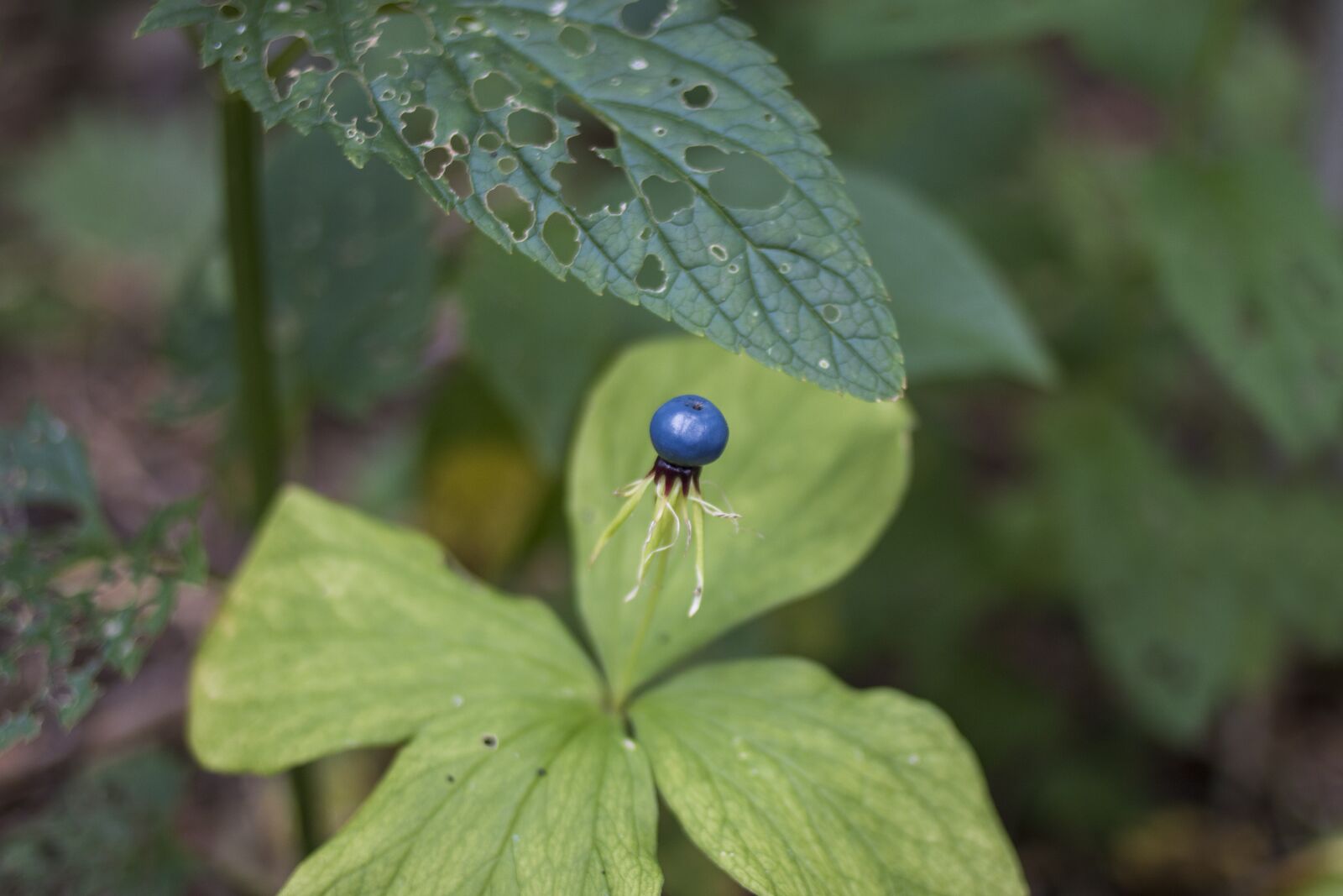 Canon EOS 70D + Canon EF 35mm F2 sample photo. Plant, nature, blue photography
