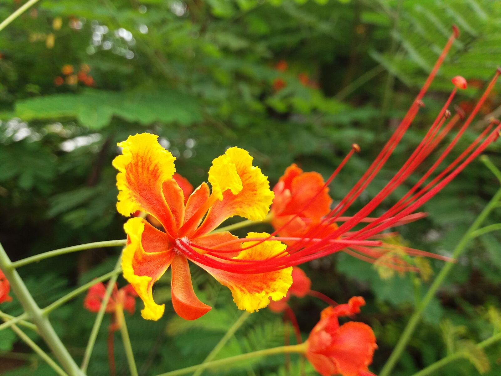 Samsung Galaxy J5 sample photo. Every, flower, blooms photography