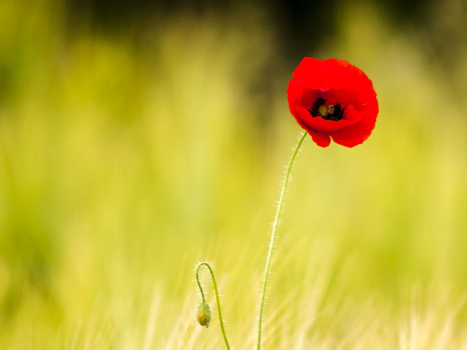 Olympus E-3 sample photo. Poppy, flower, nature photography