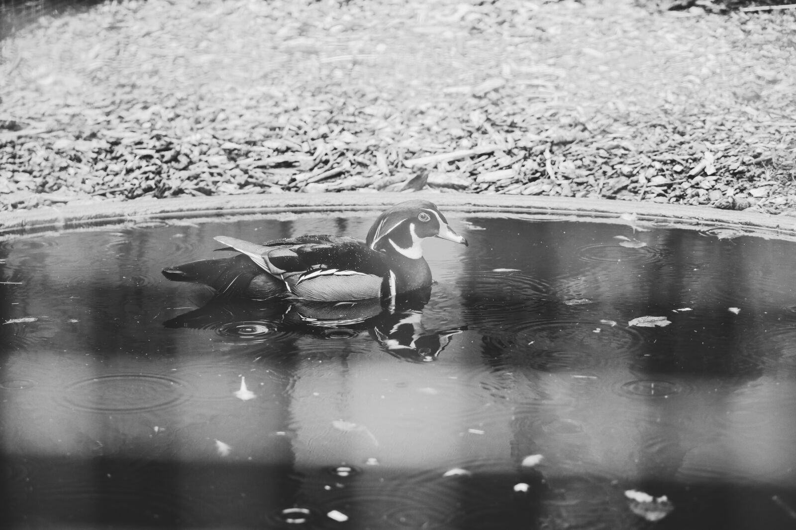 Canon RF 24-240mm F4-6.3 IS USM sample photo. Duck, water, animal photography