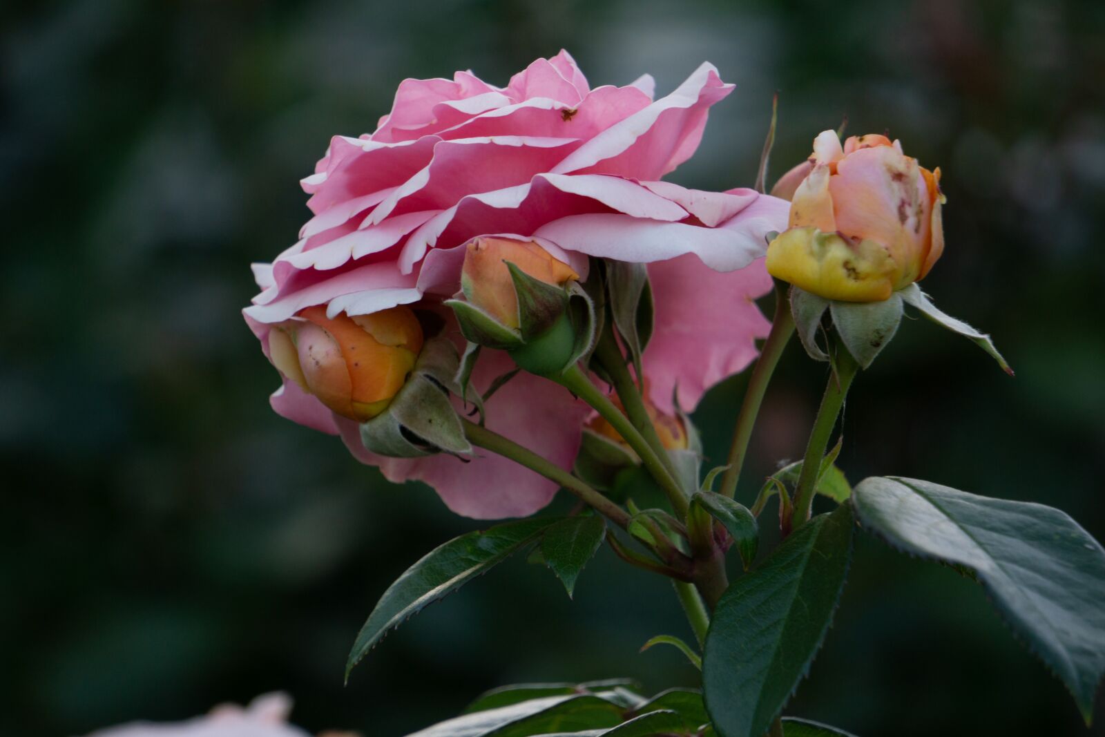 Sony a5100 sample photo. Rose, rosebud, bloom photography