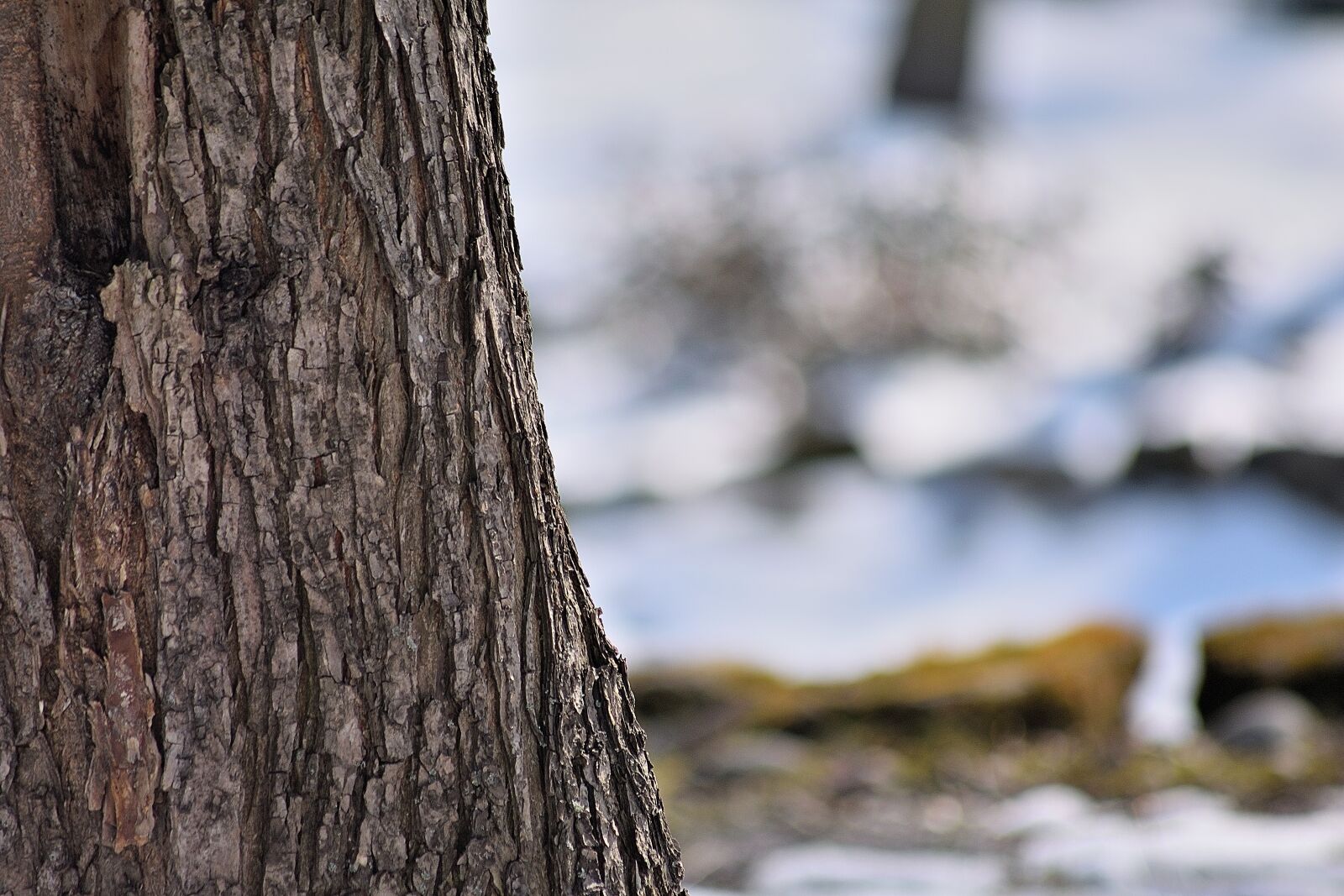 Nikon D3300 sample photo. Nature, spring, tree photography