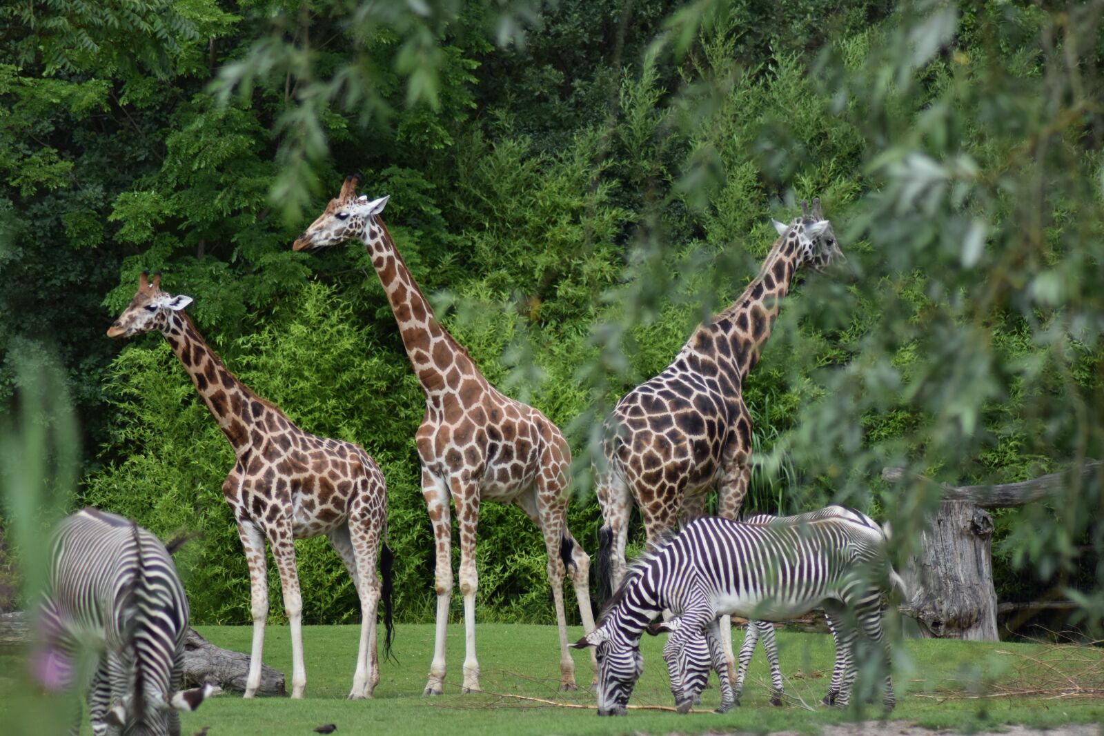 Nikon D5300 sample photo. Giraffe, zoo, close up photography