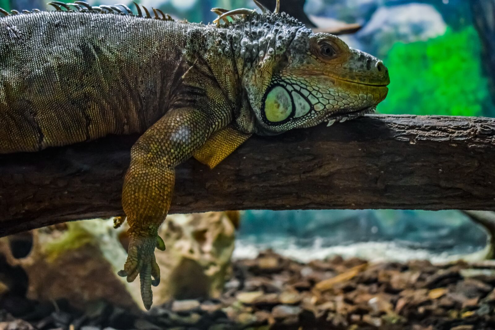 Nikon D3300 sample photo. Green iguana, iguana iguana photography