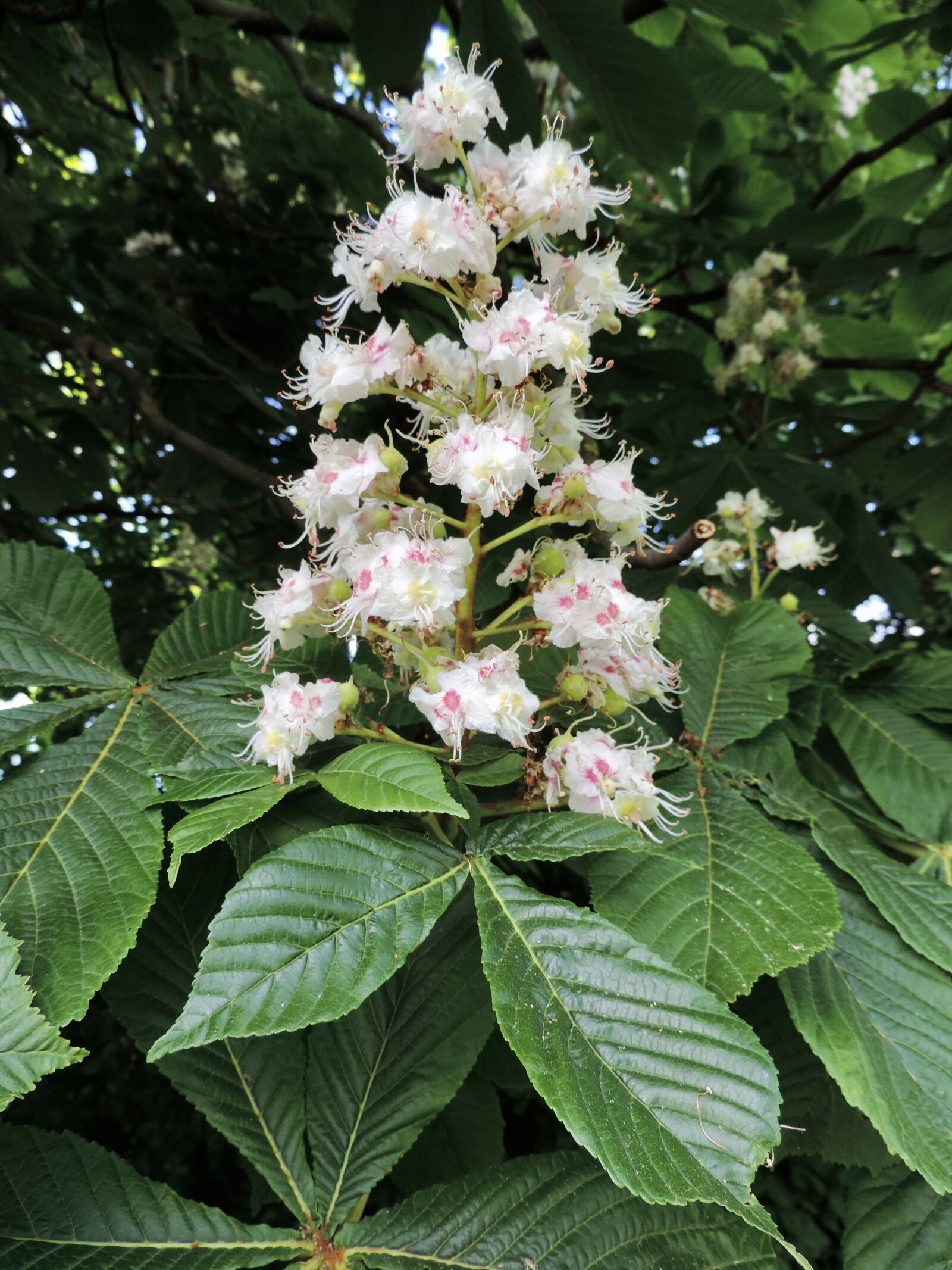 Nikon Coolpix P520 sample photo. Chestnut, chestnut tree, tree photography